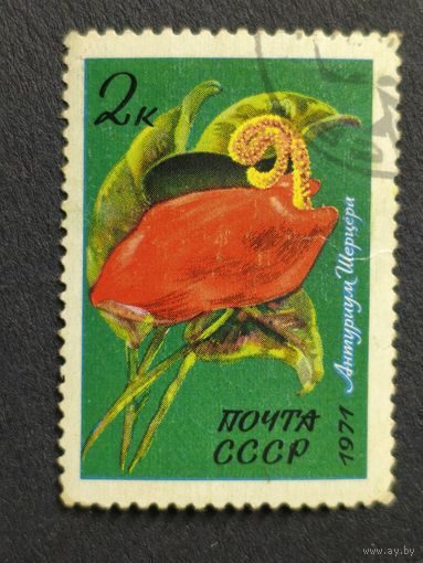 1971 СССР. Тропические и субтропические растения. Антуриум Шерцера
