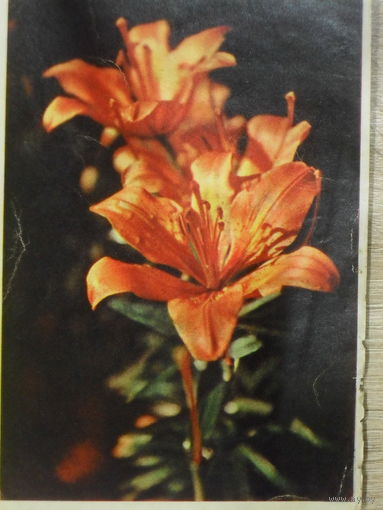 ПОДПИСАННАЯ ОТКРЫТКА СССР. ЛИЛИИ. ФОТО. Л. РАСКИНА.1962 год.