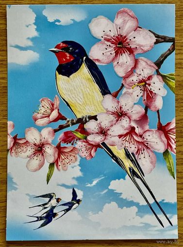 Открытка для посткроссинга "Природа России: Птицы. Деревенская ласточка" 11,5 х 15,8 см.