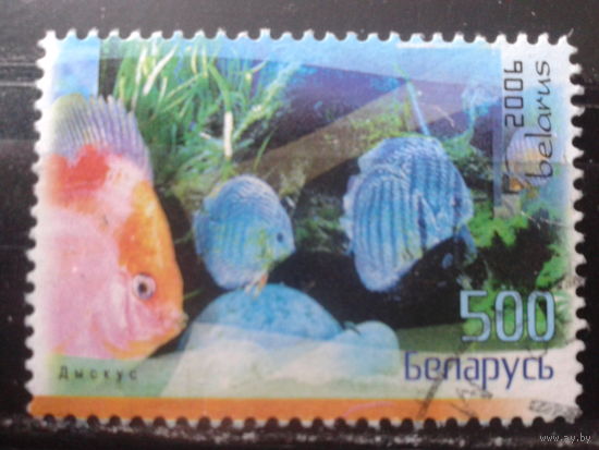 2006 Аквариумные рыбки