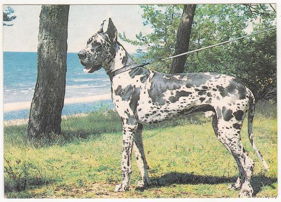 Календарик 1991 (79)