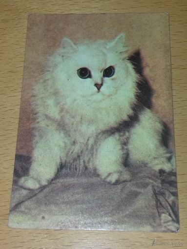 Календарик 1989 Латвия. Кошки. Коты