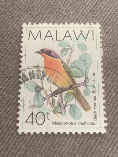 Малави. Птицы. Malaconotus multicolor