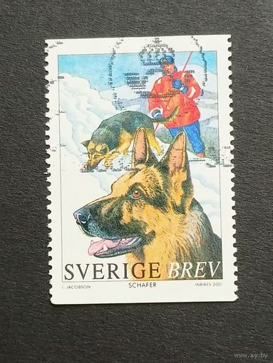 Швеция 2001. Рабочие собаки