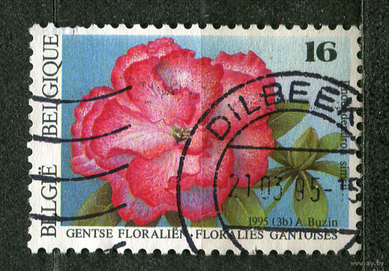Цветы. Рододендрон. Бельгия. 1995