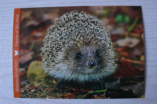 2014, Беларусь, Белпочта; Плыткевич С., Белогрудый ёж.