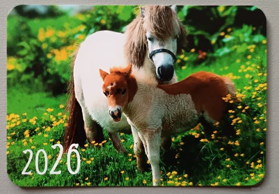 Лошади. Календарик, глянец, 2026. Траско
