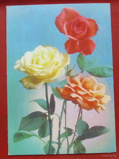 Розы. Чистая. Двойная. 1983 года. Костенко. 484.