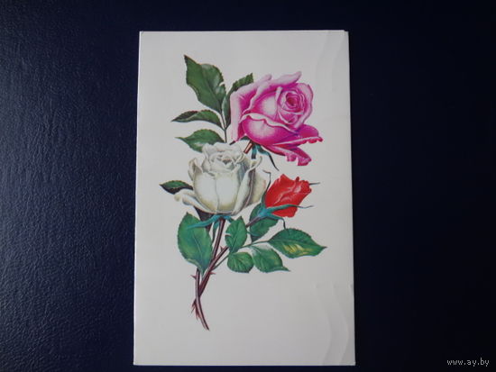 Розы.  1988 г.  двойная.
