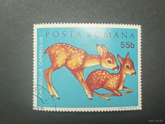Румыния 1972. Молодые животные