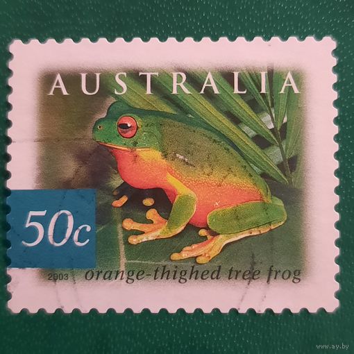 Австралия 2003. Фауна. Orange Tree Frog