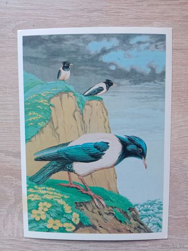 Егоров 1984 чистая