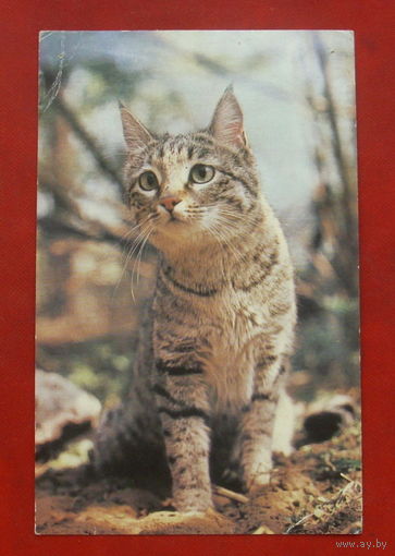 Степная кошка. Чистая. 1985 года. 1901.