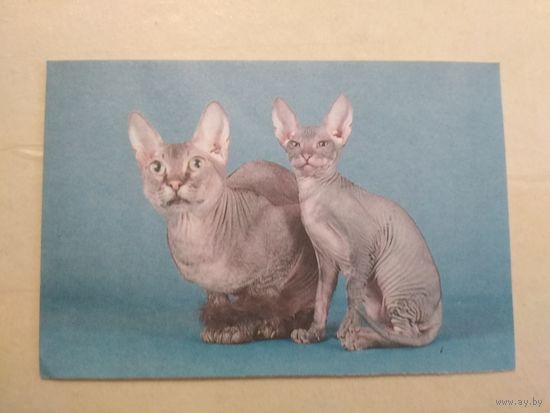 Карманный календарик. Кошки . 1996 год