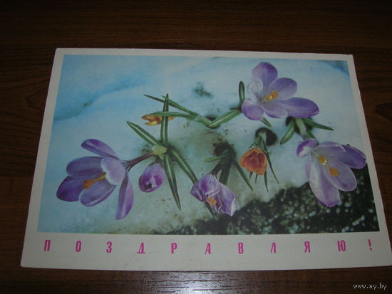 Поздравляю Цветы Крокусы Богданов, Дергилев 1969 год Чистая