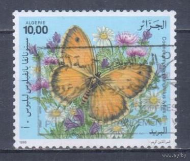 [2337] Алжир 1996. Фауна.Бабочка. Гашеная марка.