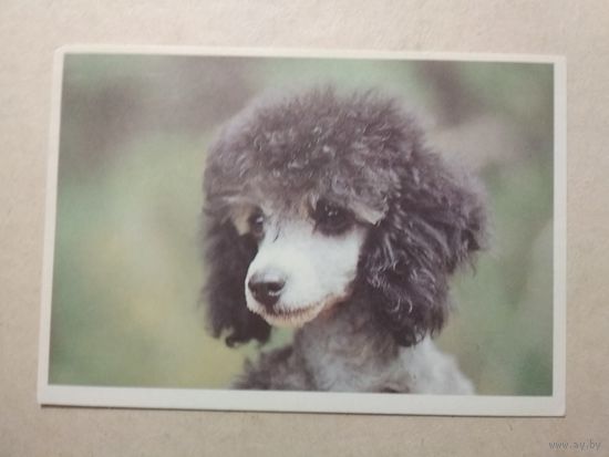 Карманный календарик. Собака. 1991 год