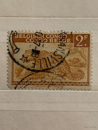 Конго. Бельгийская колония. Гепард