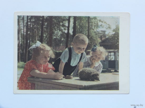Становова юные натуралисты 1963  10х15 см
