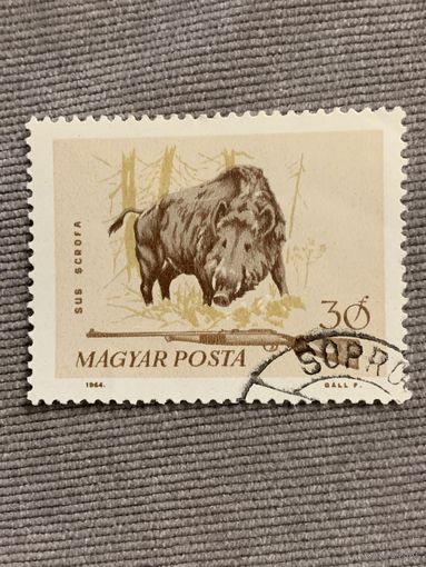 Венгрия 1964. Дикий кабан. Марка из серии