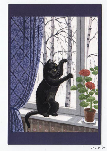 Открытка. Фауна. Животные. Черный кот. Кошечка. Муха. Герань. пеларгония. Окно. Худ. Т.Родионова (чистая)
