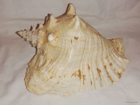 Морская раковина, БОЛЬШАЯ