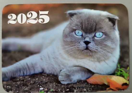 Кот. Календарик, глянец, 2025