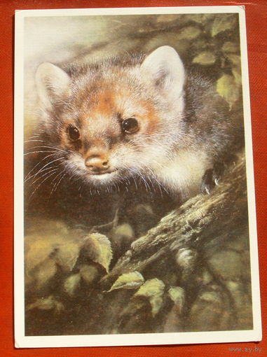 Лесная куница. Чистая. 1989 года. Исаков. 189.
