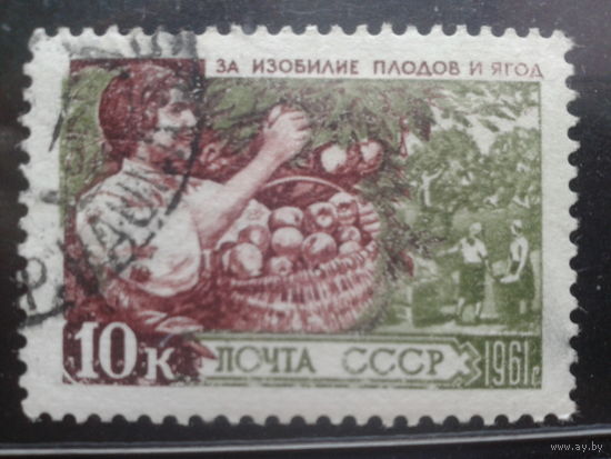 1961, Сбор урожая фруктов