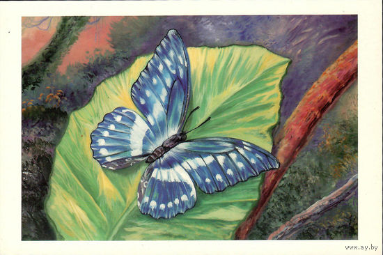 Открытка "Бабочка"