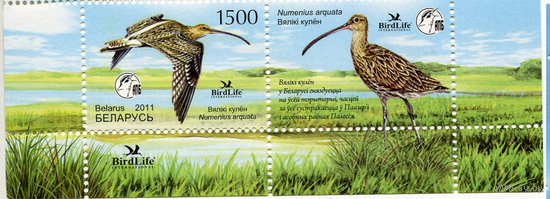 2011 Птица года. Большой кроншнеп. Беларусь Фауна **