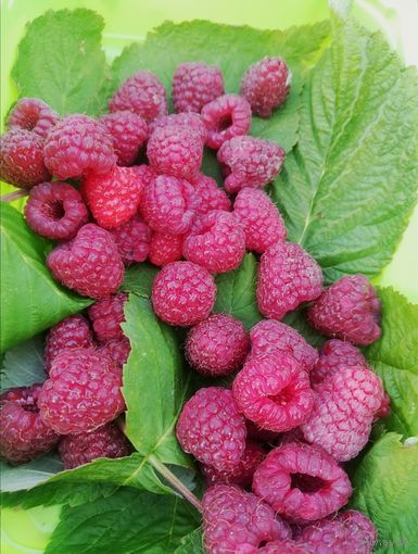 Малина ремонтантная саженец Джоан Джей