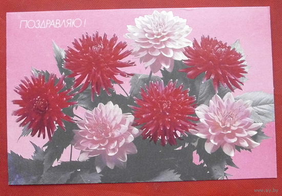 Поздравляю! Чистая. Двойная. 1990 года. Круцко. 61.