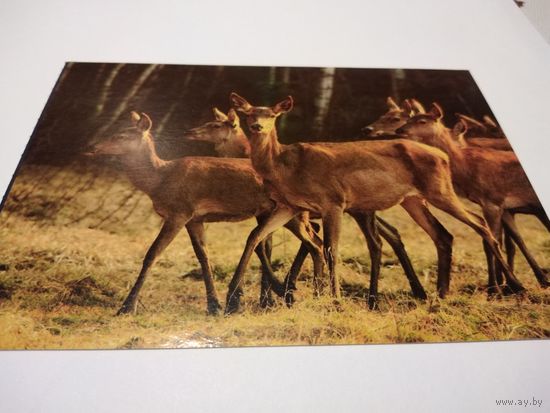 Открытка  2007г. Чистая. Национальный парк Нарочанский.