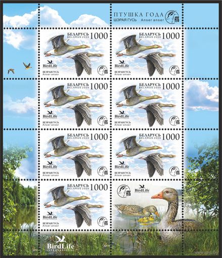 2009 БЕЛАРУСЬ  коллекционная марка "Птица года. Серый гусь"    MNH