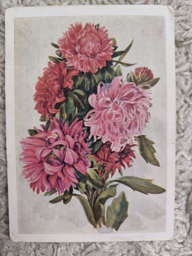 Астры открытка Морозова 1959 со штампом переоценка 1961 года