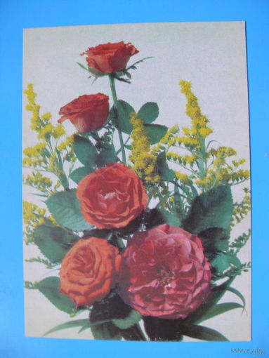 Дергилев И., Розы и мимозы, 1990, чистая.