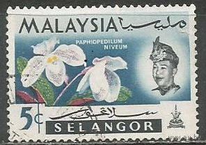 Малайские штаты(Селангор). Цветы. Орхидея Папиофедиум. 1965г. Mi#100.
