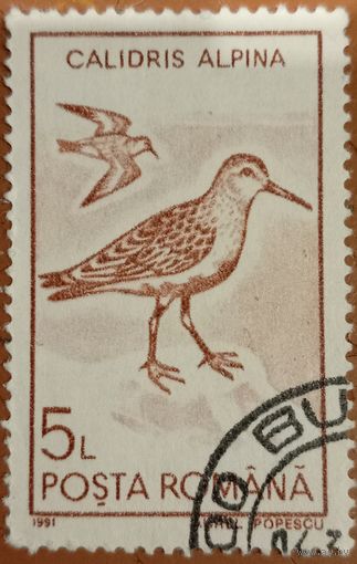 Румыния 1991. Фауна. Птицы. Calidris Alpina. Марка из серии