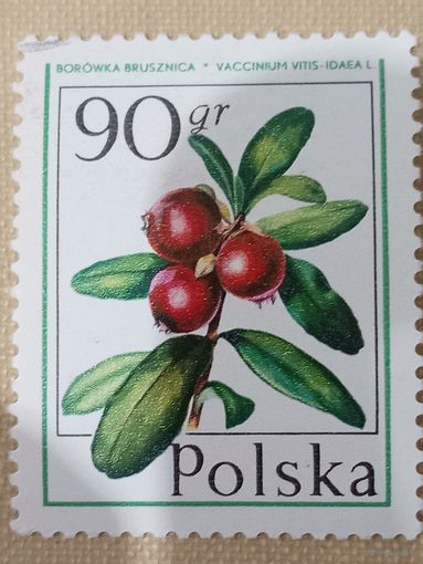 Польша. Флора. Брусника