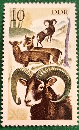 ГДР 1977. Европейский муфлон
