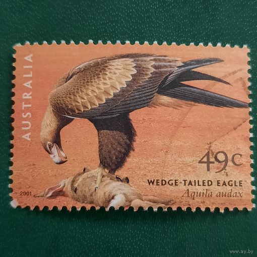 Австралия 2001. Фауна. Орел. Aquila Audax