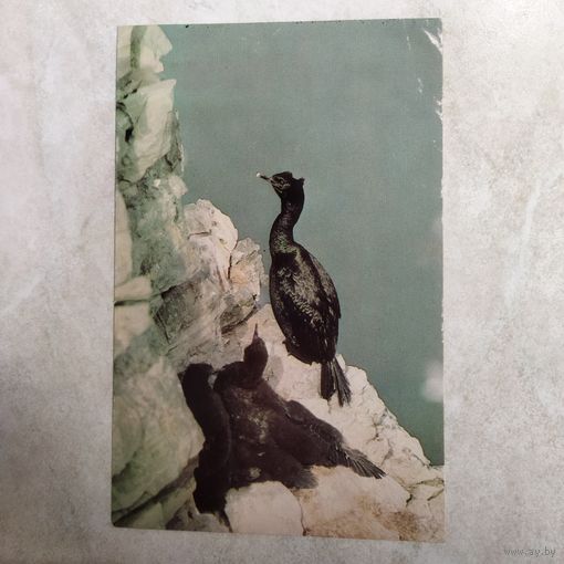 Открытка. Бакланы. Фото Вейсмана. 1985 год.