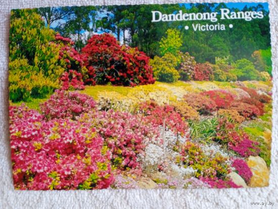 Австралия, Олинда. Национальный сад рододендронов