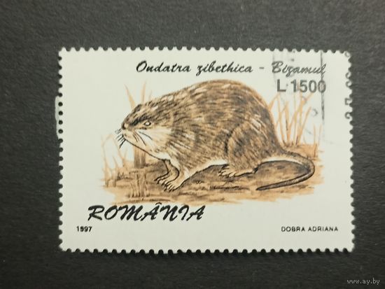 Румыния 1997. Пушные звери. Ондатра
