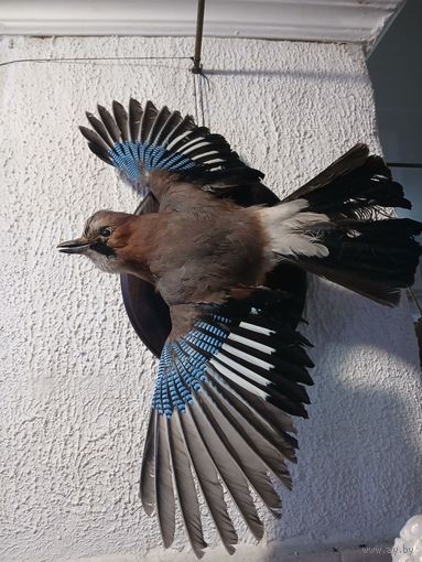 Чучело Сойка