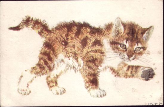 1970 год В.Лебедев Котята No2
