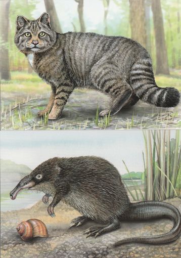 Беларусь 2025 Животные, исчезнувшие с территории Беларуси (4 шт. комплект) (худ. Митянин) (к5)