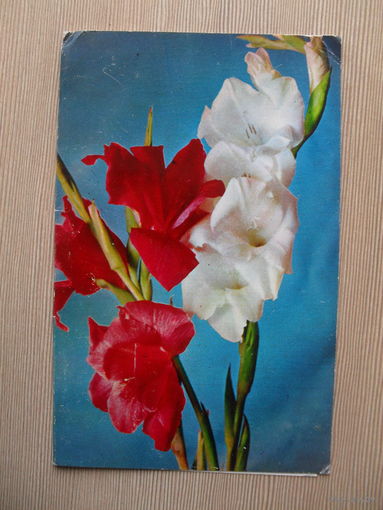 ДВОЙНАЯ ЧИСТАЯ ОТКРЫТКА.СССР. ГЛАДИОЛУСЫ. 1970 год. фото. П. СМОЛЯКОВА.