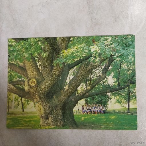 Открытка. Запорожье. 700-летний дуб. 1986. Фото Якобсона